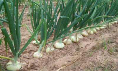 tips for growing onions