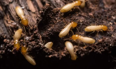 termite control north dakota