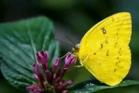 Yellow butterfly meaning