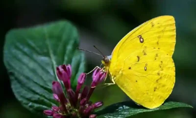 Yellow butterfly meaning