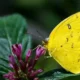 Yellow butterfly meaning