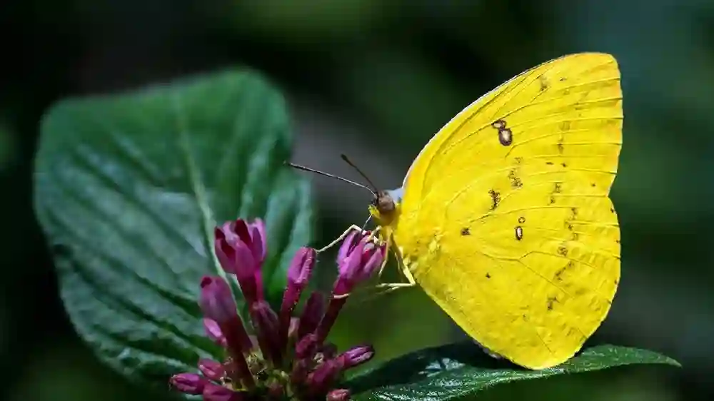 Yellow butterfly meaning